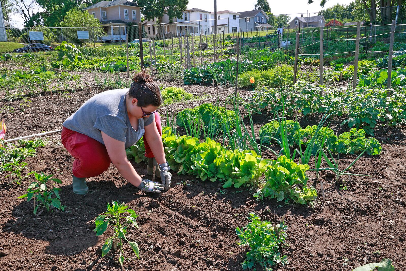 Mackenzie Rice, a first year gardener at the Jefferson Street Oasis garden, plants seeds in her garden plot Wednesday, June 14, 2023. BILL LACKEY/STAFF