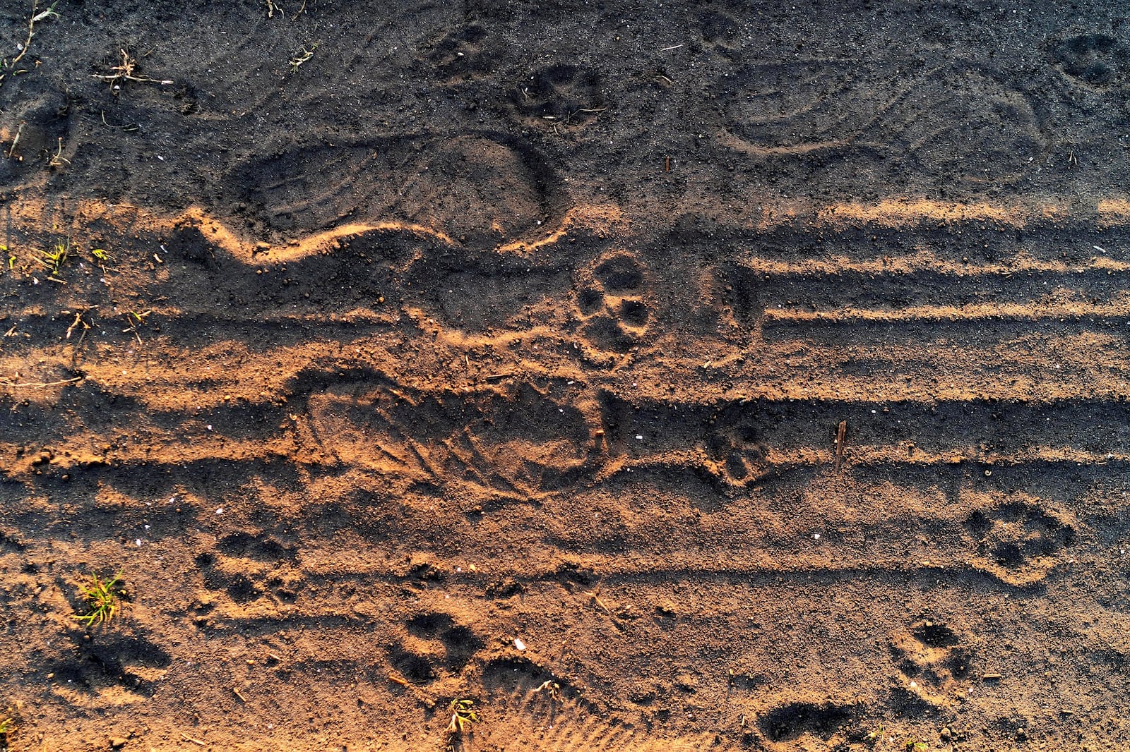 FILE - Red wolf pawprints are visible in the dirt beside human footprints on the Alligator River National Wildlife Refuge near Manns Harbor, N.C., March 24, 2023. (AP Photo/David Goldman, File)