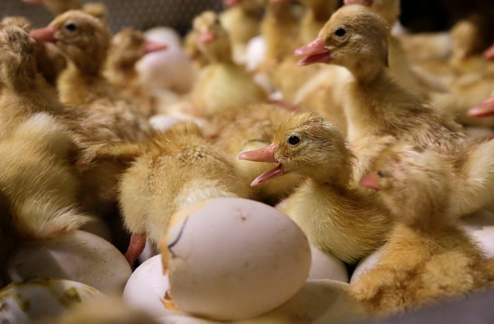 FILE - Day-old duck hatchlings crawl around inside an incubator at Crescent Duck Farm, in Aquebogue, N.Y., Oct. 29, 2014. (AP Photo/Julie Jacobson, File)