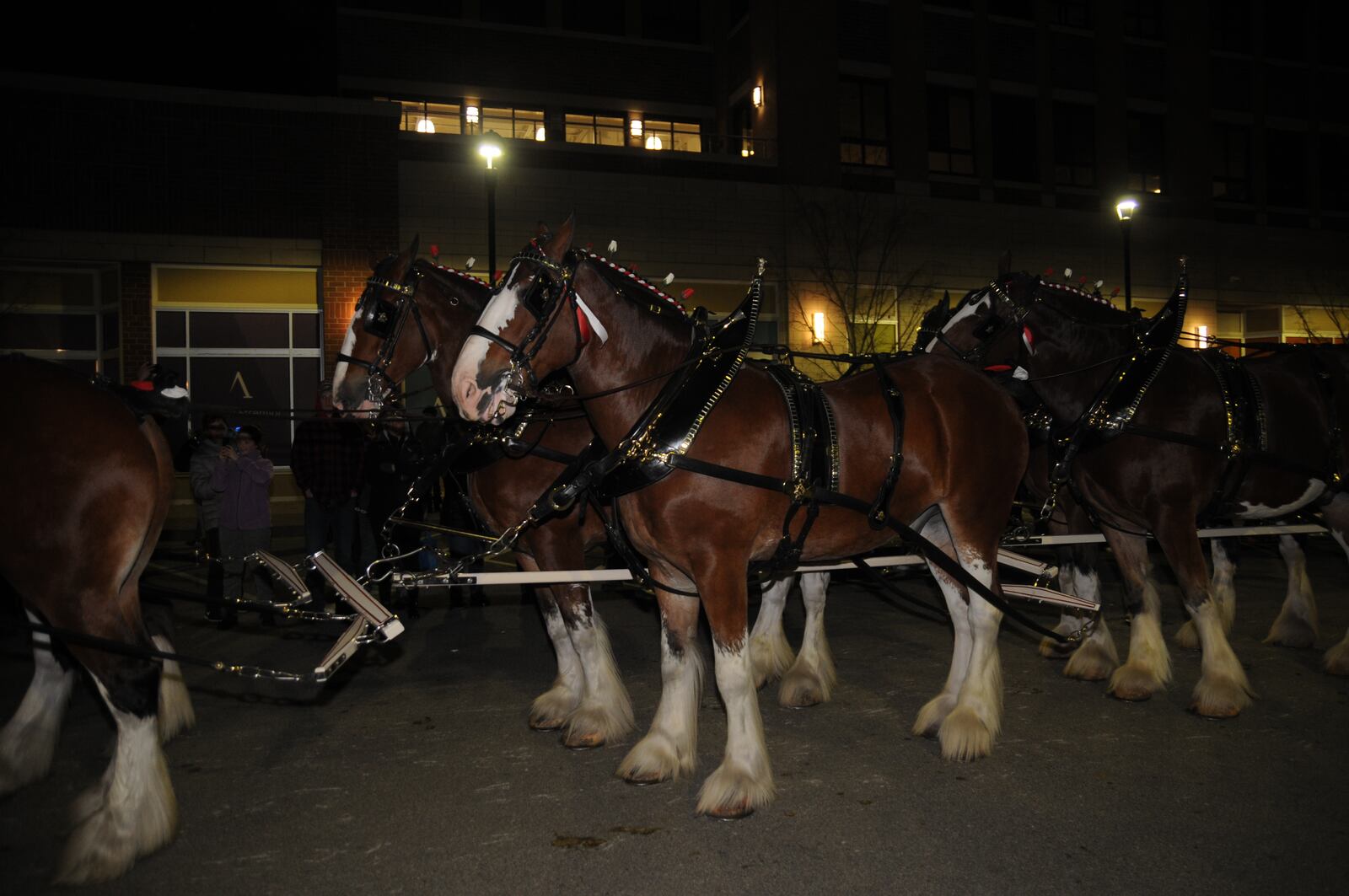 Here's who we spotted getting into the holiday spirit early at Austin Landing's holiday tree lighting, which included special guests Santa Claus and the Budweiser Clydesdales on Saturday, Nov. 10, 2018. DAVID MOODIE/CONTRIBUTED