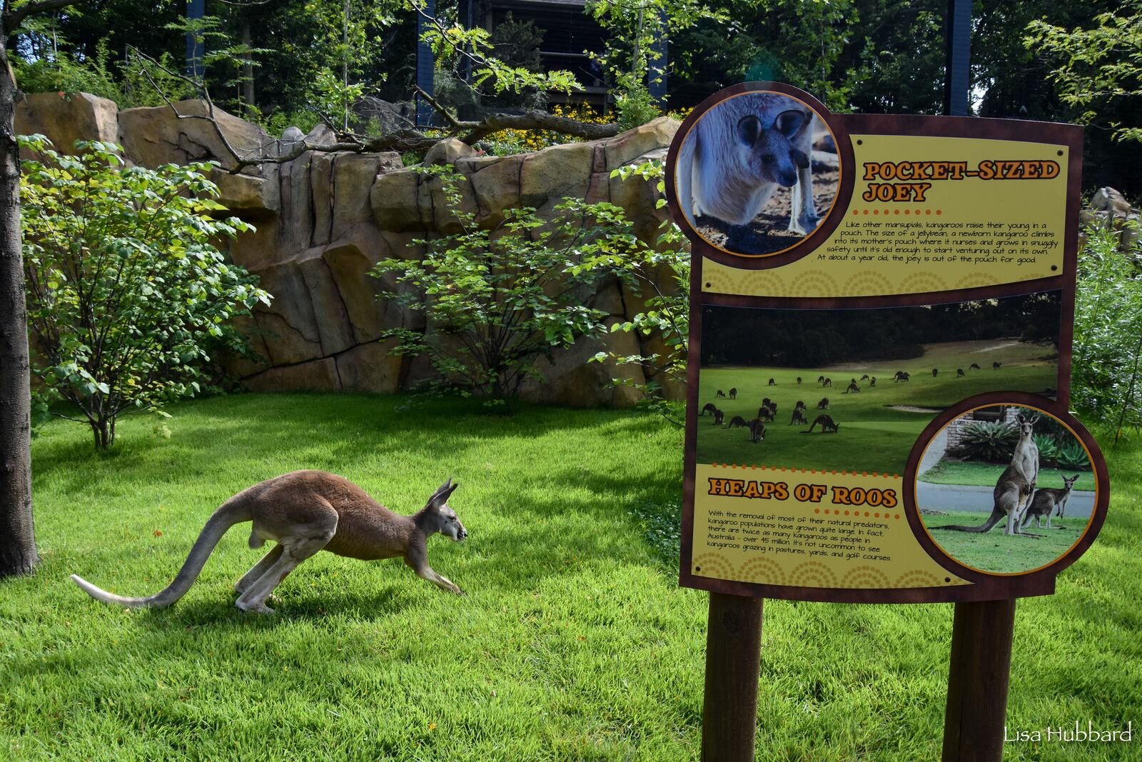 Roo Valley is now open at the Cincinnati Zoo & Botanical Garden. CONTRIBUTED