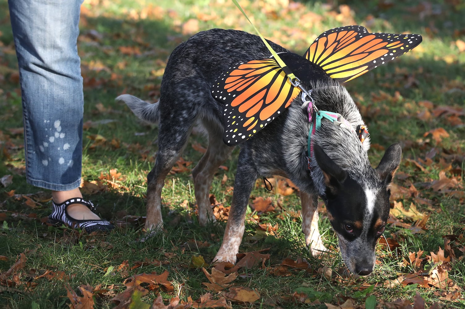 Yappy Howl-o-ween SNS