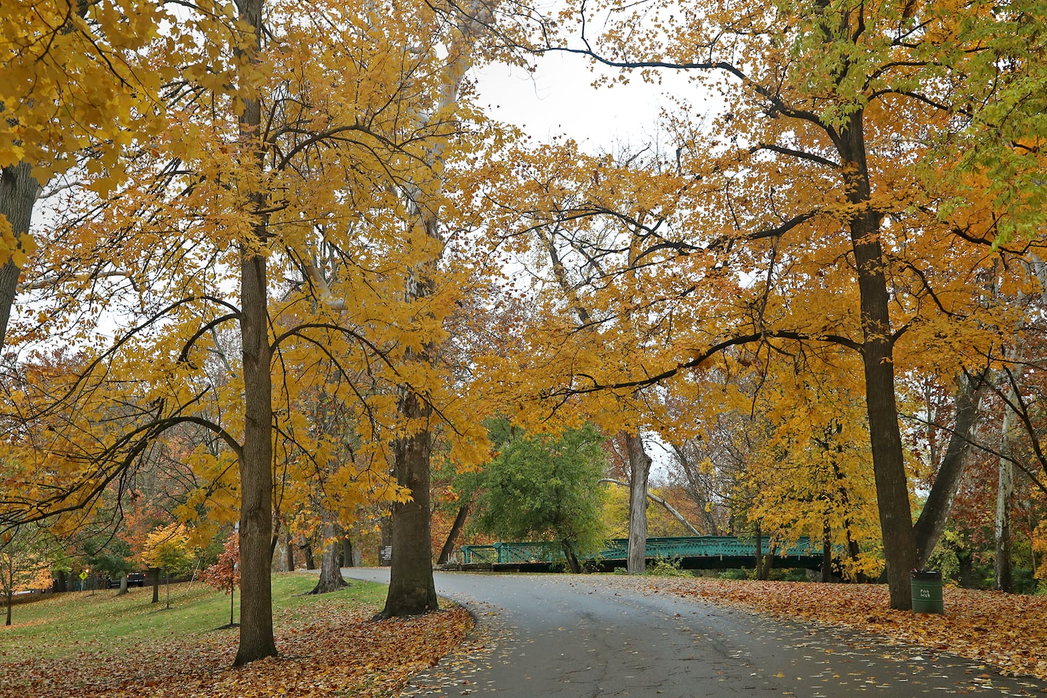 Fall Leaves SNS