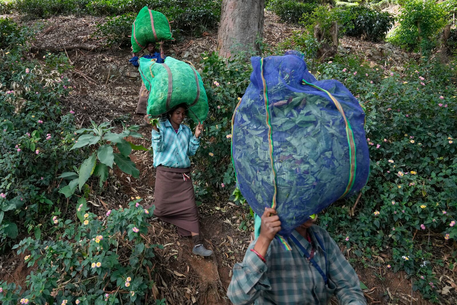 Workers carry sacks of tea leaves before handing over to a contractor at a tea estate in Nilgiris district, India, Wednesday, Sept. 25, 2024. (AP Photo/Aijaz Rahi)