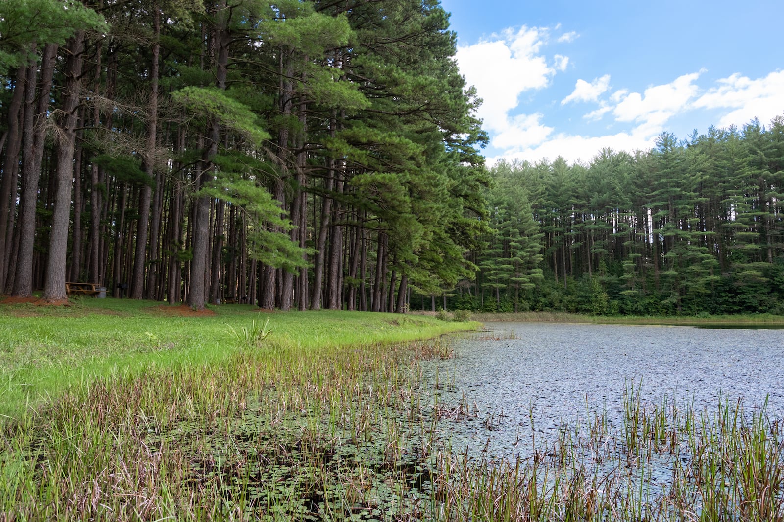 The USDA Forest Service is proposing to rename Wayne National Forest north of Athens as Buckeye National Forest.
The national forest’s current moniker pays tribute to General “Mad” Anthony Wayne, “whose complicated legacy includes leading a violent campaign against the Indigenous peoples of Ohio that resulted in their removal from their homelands” in the 1700s, the Forest Service said.