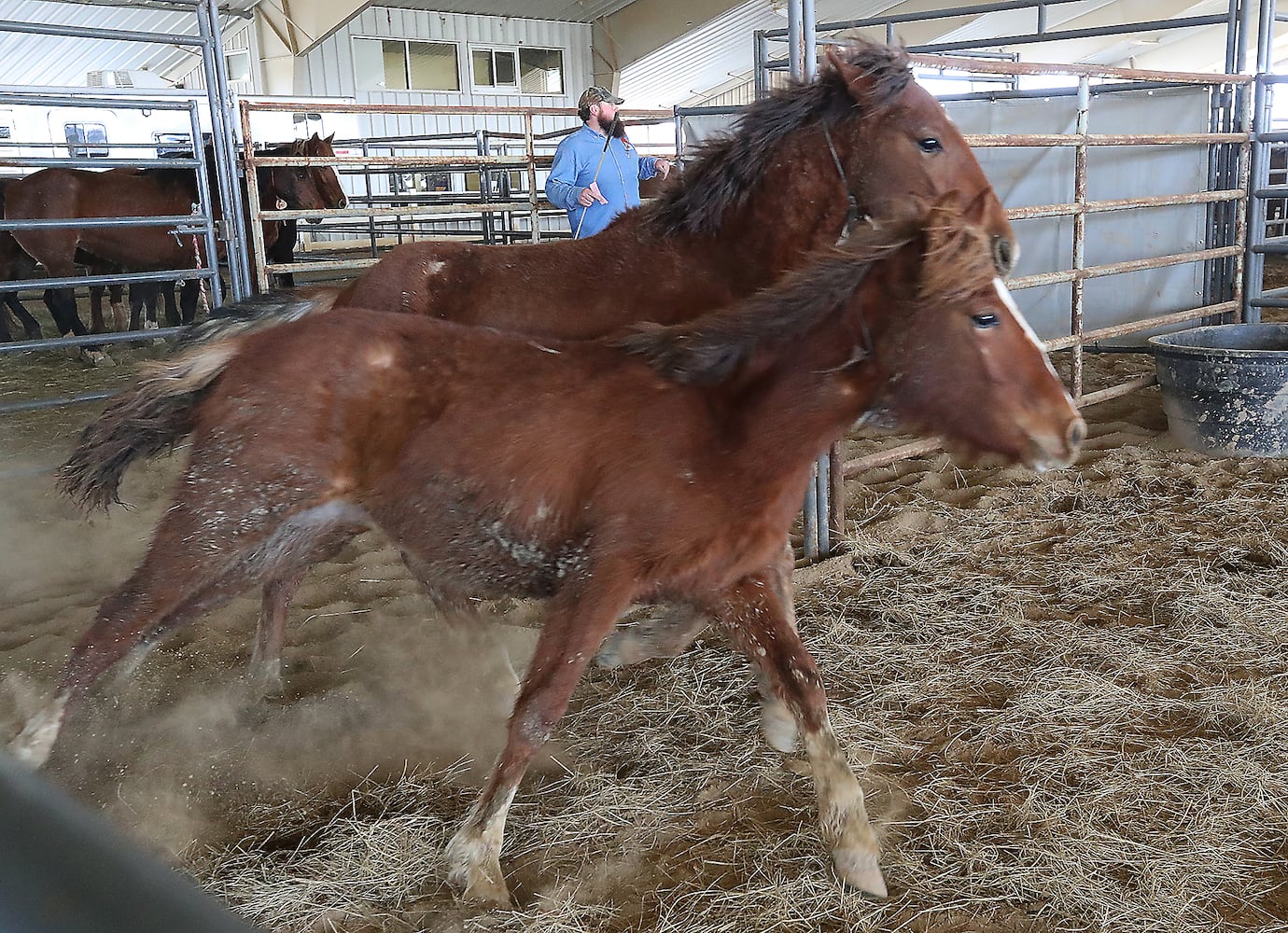 PHOTOS:  Wild Horse and Burro Adoption