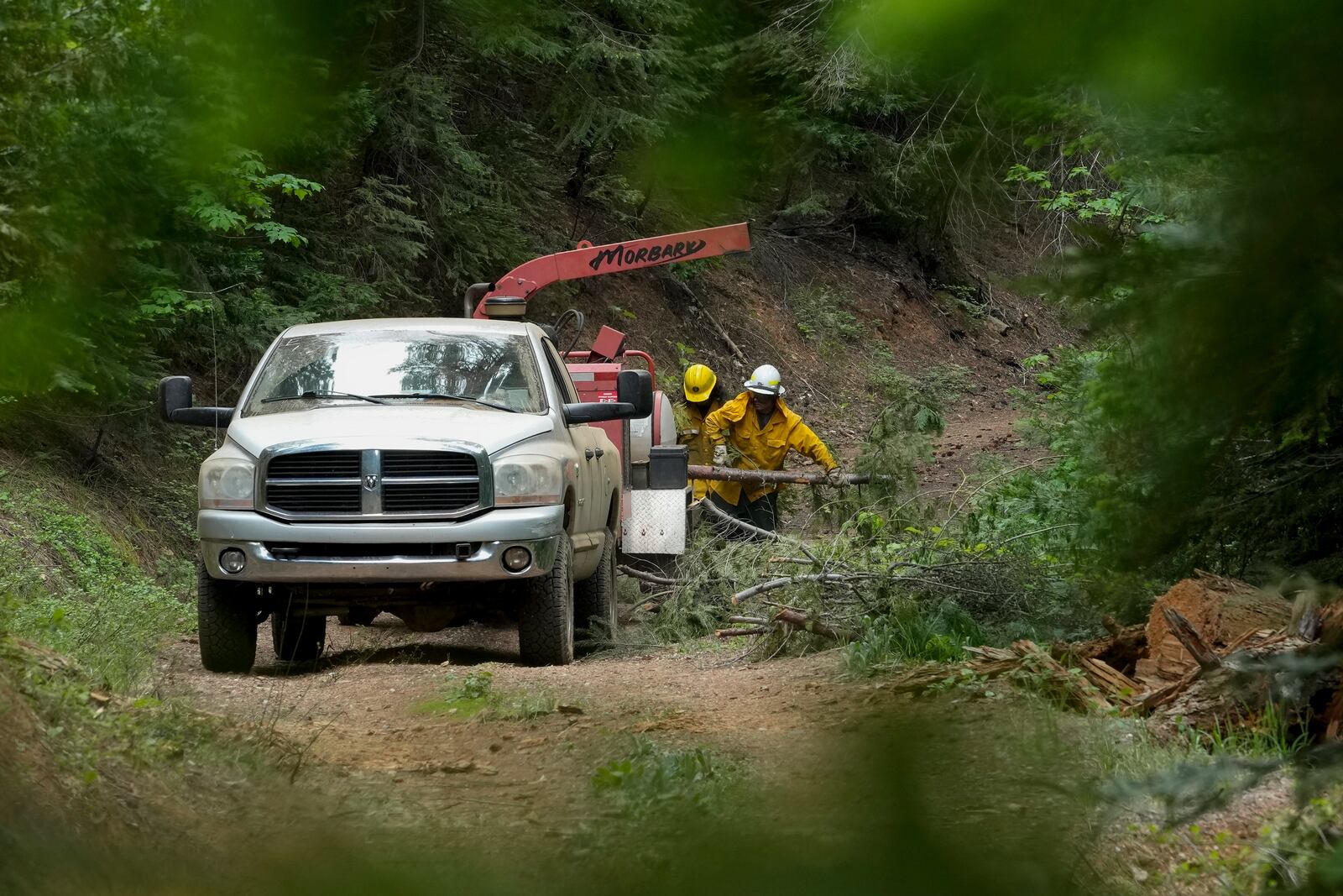 FILE - U.S. Forest Service crew members put tree branches into a wood chipper as they prepare the area for a prescribed burn in the Tahoe National Forest, June 6, 2023, near Downieville, Calif. (AP Photo/Godofredo A. Vásquez, File)