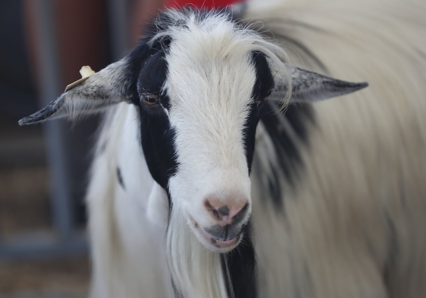 85 PHOTOS: 2019 Clark County Fair