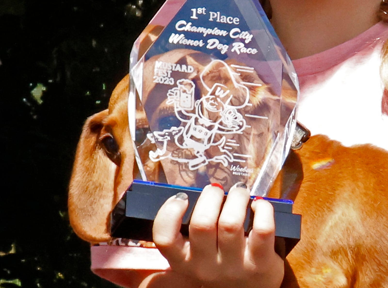 Hundreds of race fans gather around the track to watch the 2023 Champion City Wiener Dog Races, one of the highlights of MustardFEST at National Road Commons park in downtown Springfield Saturday, Sept. 16, 2023. This year's races featured 45 dachshunds competing for the coveted title of Champion City Wiener Dog Champion. The winner was "Lenny" owned by Jessie Florence and her daughter, Reese. BILL LACKEY/STAFF