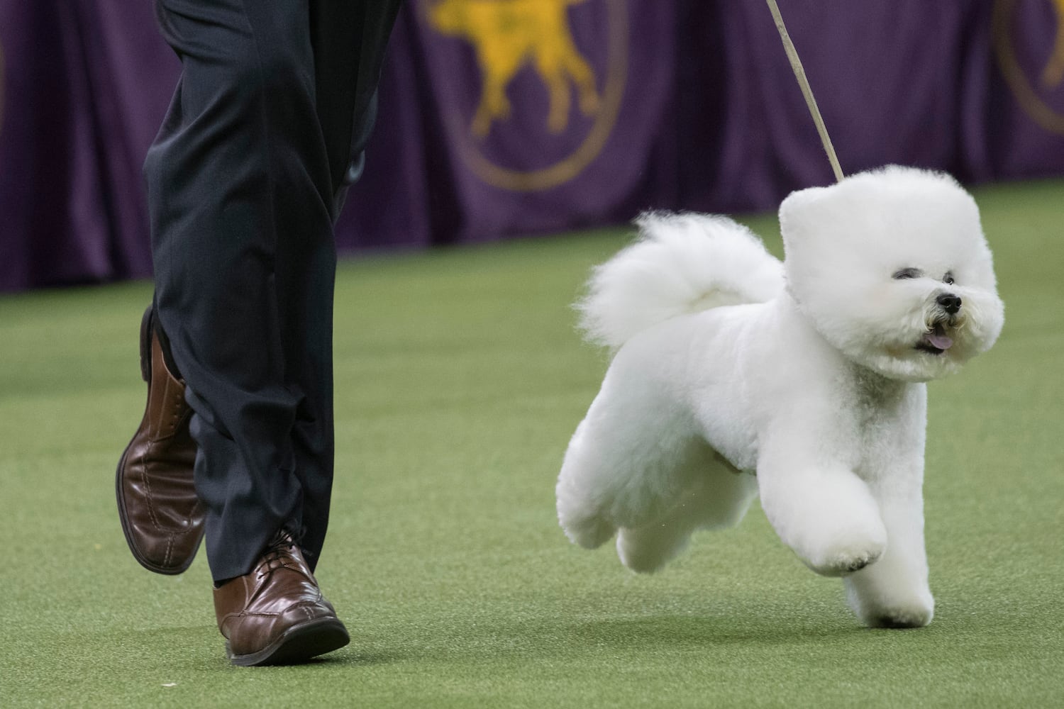 Photos: Westminster Dog Show 2018: Bichon frisé Flynn crowned best in show