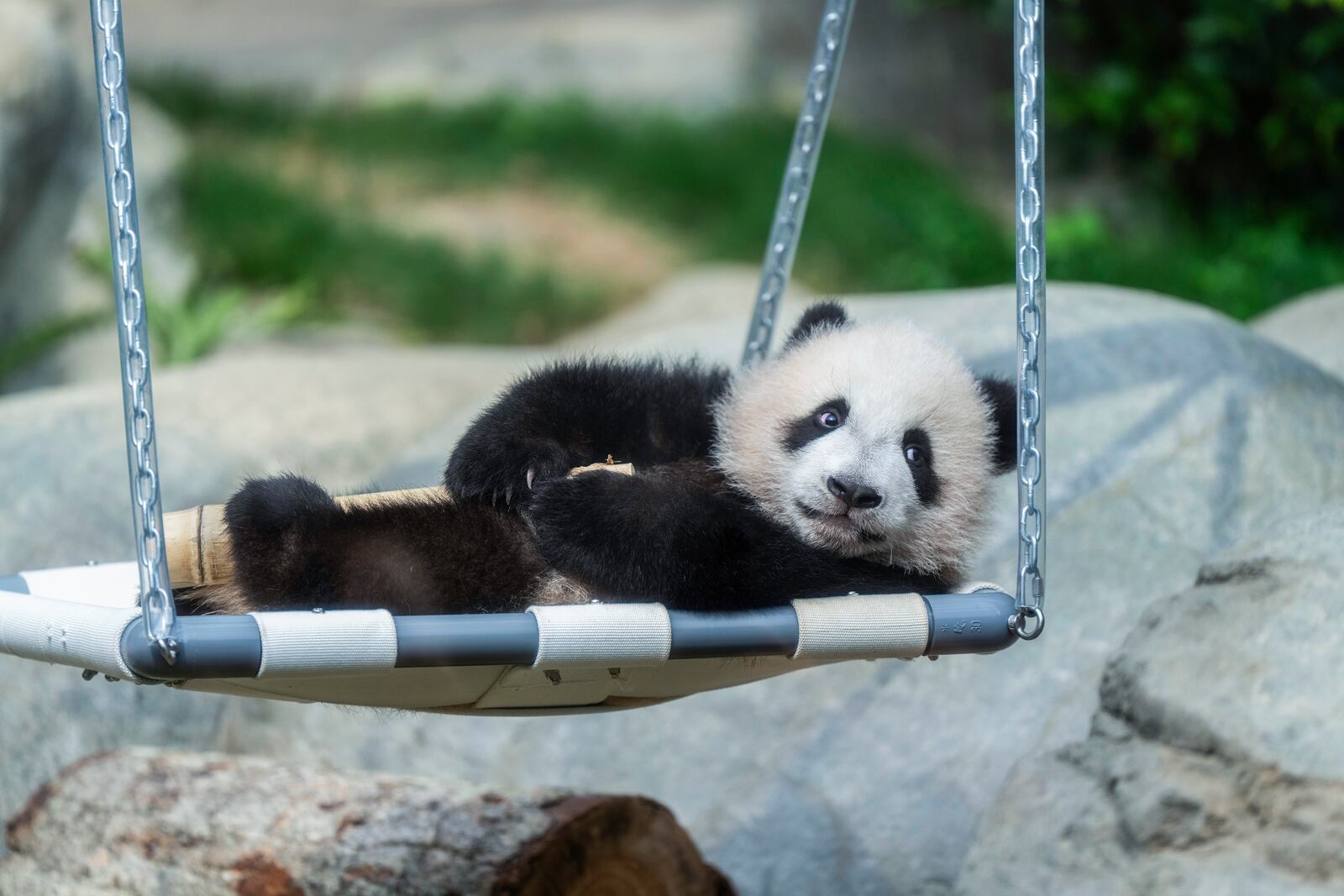 Hong Kong-born giant panda twin cubs make their debut appearance to media in Ocean Park during a greeting ceremony in Hong Kong, Saturday, Feb. 15, 2025. (AP Photo/Chan Long Hei)