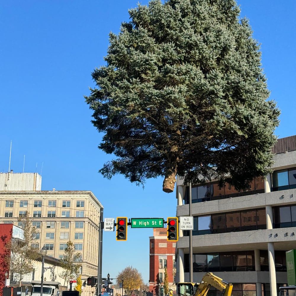 Holiday in the City Tree Arrival