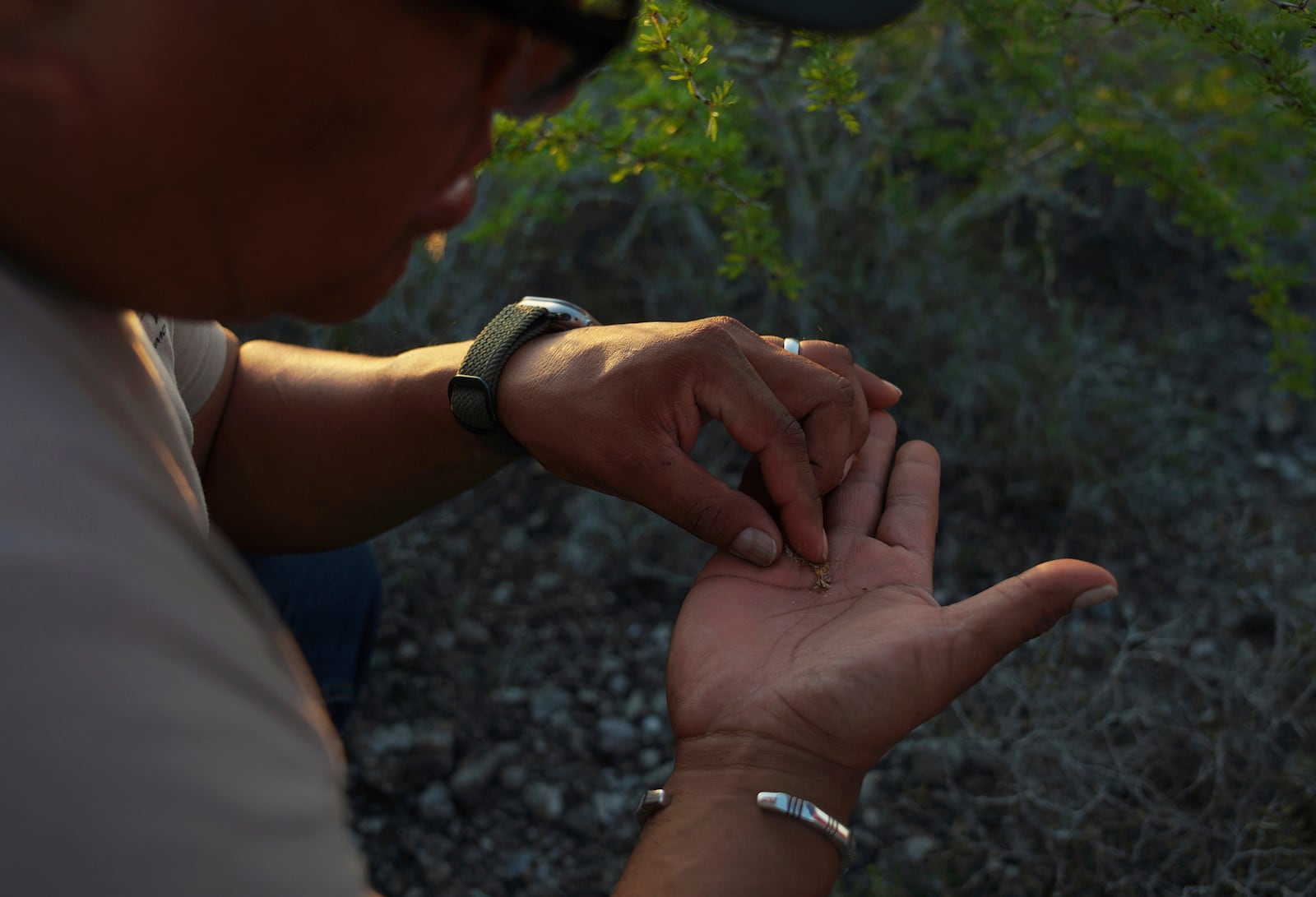 Sandor Iron Rope, Oglala Lakota tribe member, president of the Native American Church of South Dakota and Indigenous Peyote Conservation Initiative board member, looks for seeds from a peyote plant, in Hebbronville, Texas, Tuesday, March 26, 2024. (AP Photo/Jessie Wardarski)