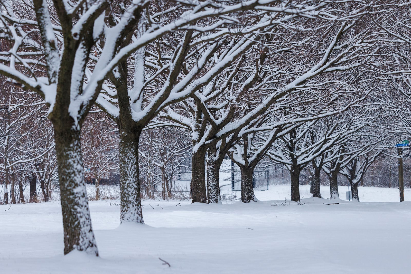 Trees along Reservoir Drive are covered with snow after an overnight snow fall in Philadelphia, Wednesday, Feb. 12, 2025. (Alejandro A. Alvarez/The Philadelphia Inquirer via AP)