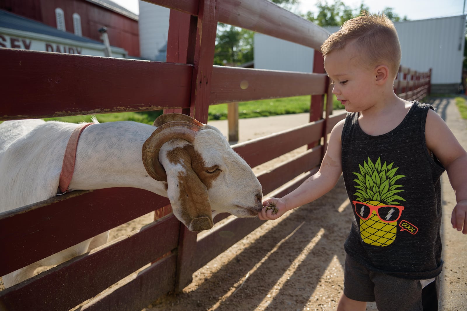 Young’s Dairy is always a good time. But on Memorial Day Weekend, Young’s offers some bonus fun with the addition of carnival rides. The fun continues today, May 27, 2019. Did we spot you eating ice cream, playing mini golf or making new animal friends? TOM GILLIAM/CONTRIBUTED PHOTOS