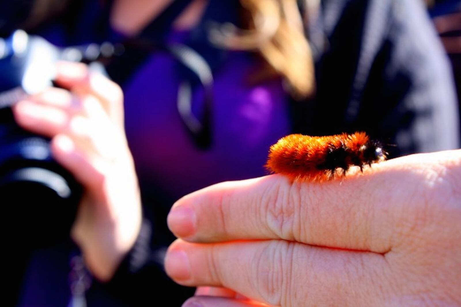 The Wooly Worm Festival each October celebrates the fuzzy caterpillars that become beautiful tiger moths in Banner Elk, N.C. Contributed by Avery County Chamber of Commerce. HANDOUT PHOTO