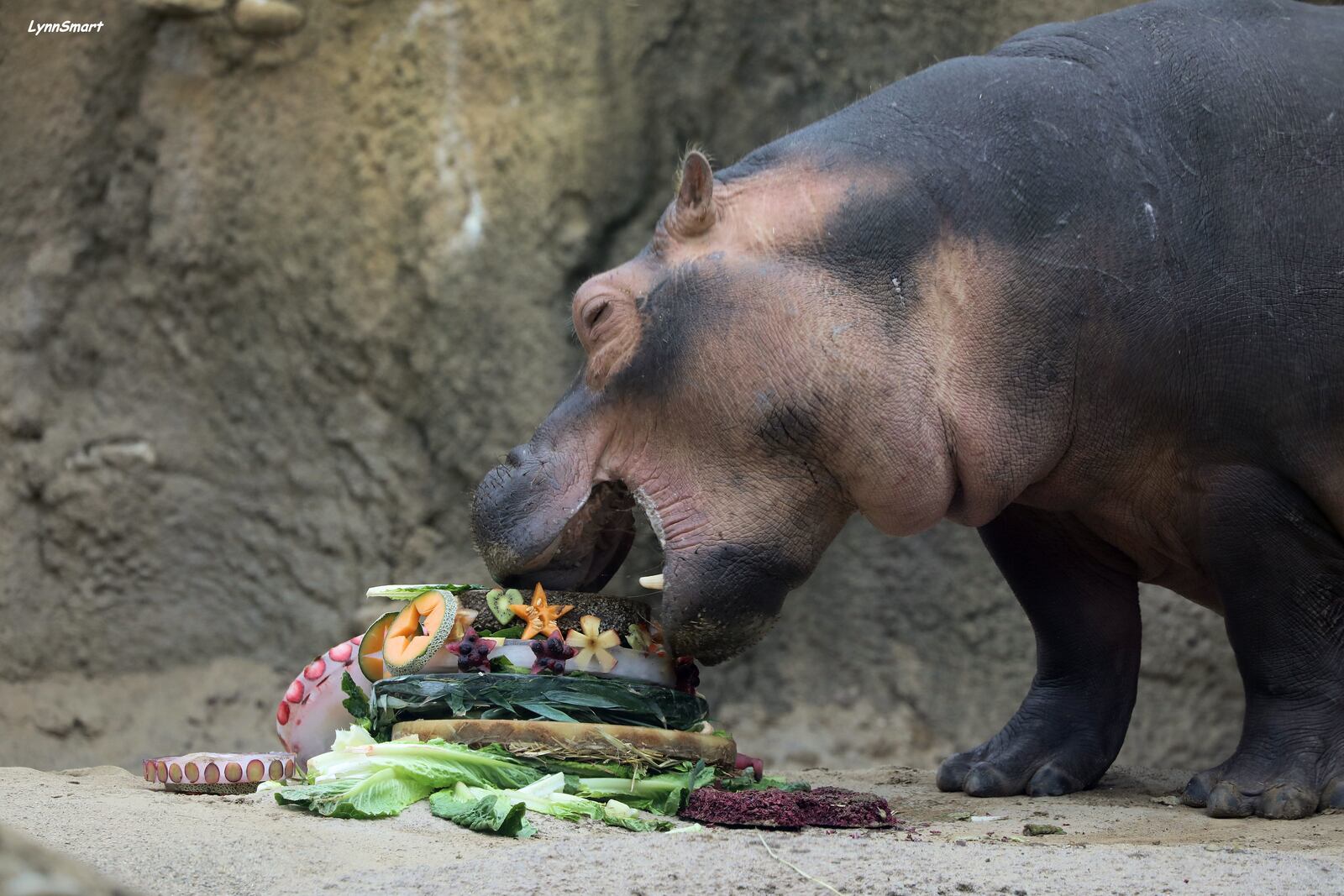 Fiona celebrates her 3rd birthday with some cake on Jan. 24, 2020. CONTRIBUTED BY THE CINCINNATI ZOO