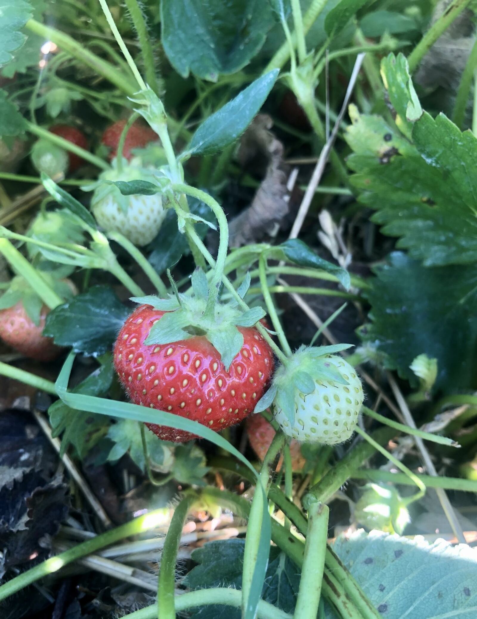 Strawberries are the current ripe berry at Stokes Berry Farm in Wilmington, but black raspberries will soon be available. CONTRIBUTED/DEBBIE JUNIEWICZ