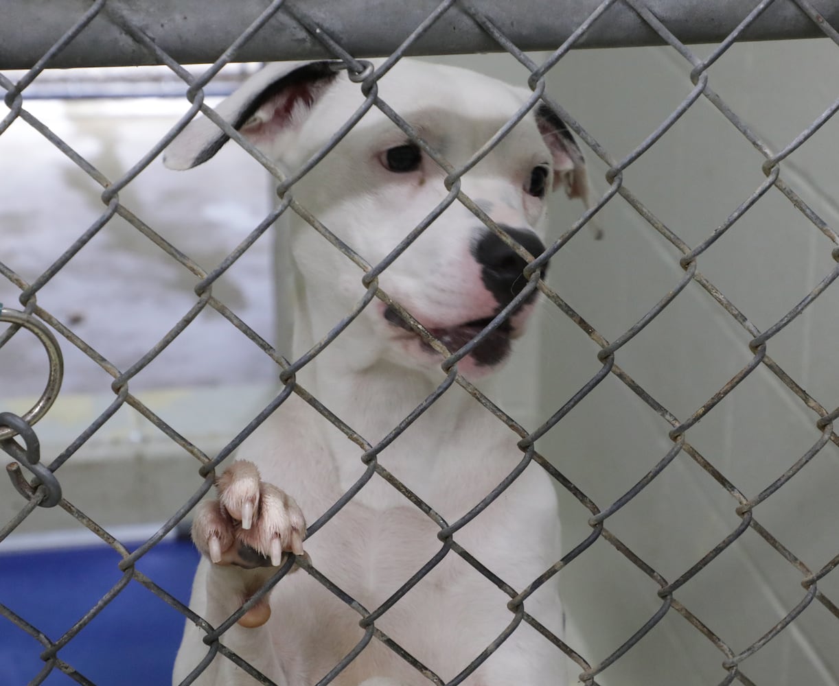 PHOTOS: Dogs at the Clark County Dog Shelter