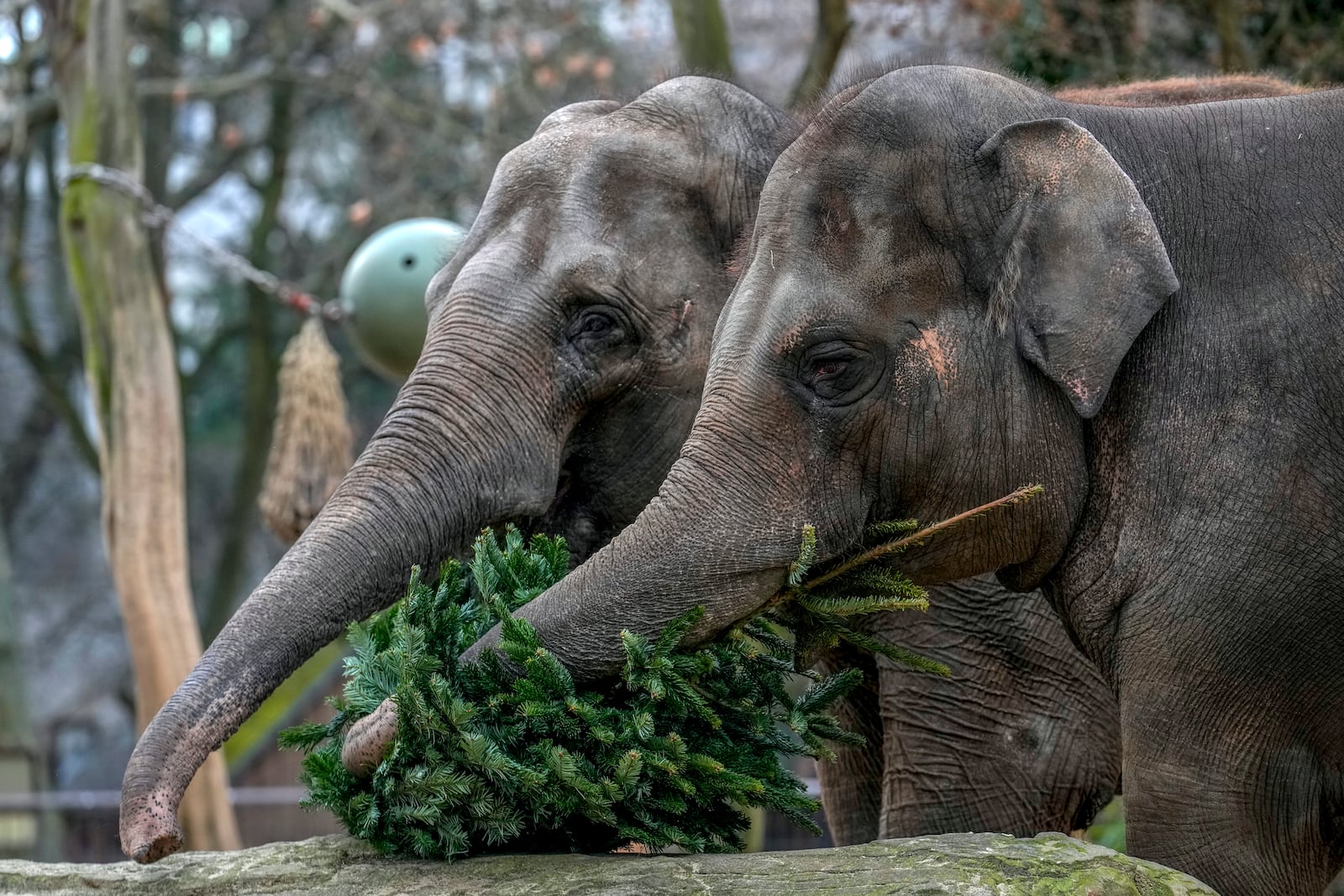 Elephants graze on Christmas tree during the feeding of animals with unused Christmas trees at the Zoo in Berlin, Germany, Friday, Jan. 3, 2025. (AP Photo/Ebrahim Noroozi)