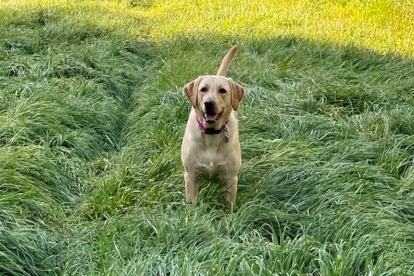 Addie with her tail up, recovered from limber tail. LAUREN JACK/CONTRIBUTED