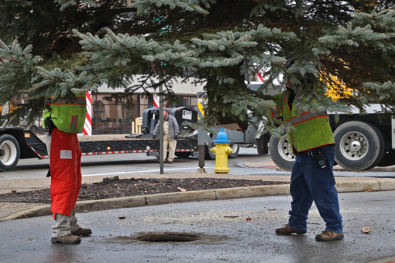 Springfield Gets Holiday Tree