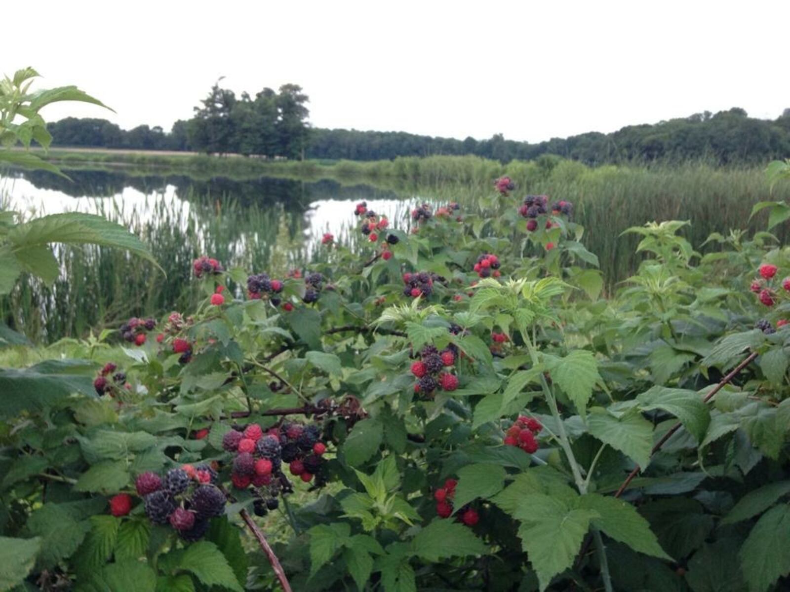 Strawberries are the first to ripen, but it won't be long before black raspberries will be ready to pick - CONTRIBUTED