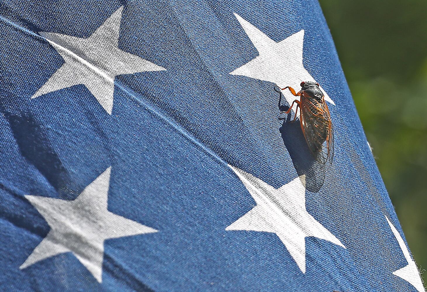 060421 Cicadas SNS