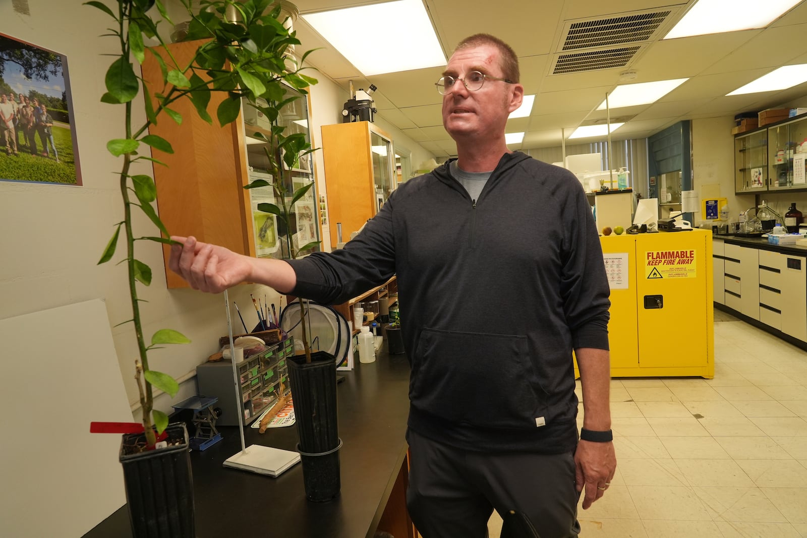 Dr. Lukasz Stelinski, an entomology professor at the University of Florida/ Institute of Food and Agricultural Sciences' Citrus Research and Education Center, shows a genetically modified orange tree, Wednesday, Feb. 19, 2025, in Lake Alfred, Fla. (AP Photo/Marta Lavandier)