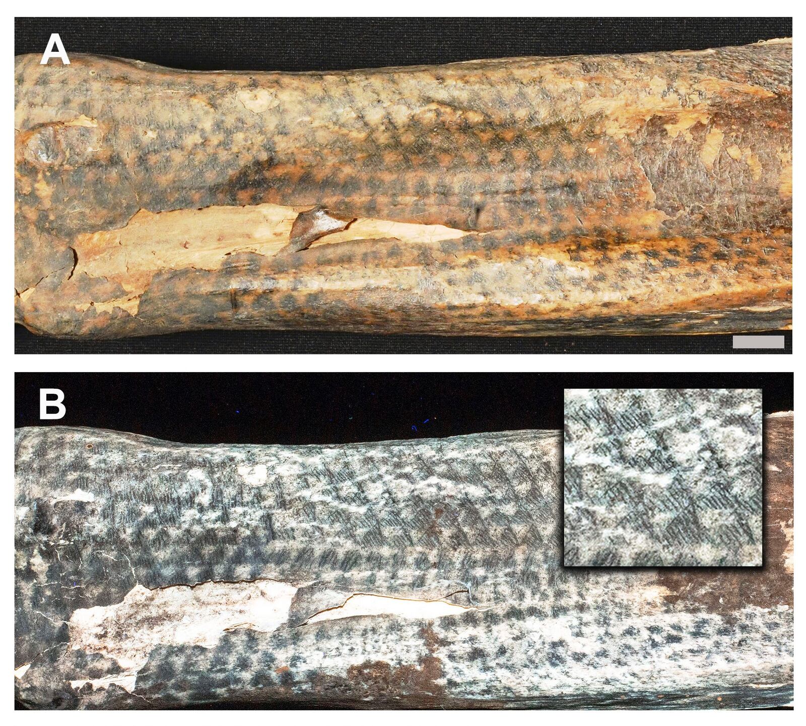 This image provided by researchers shows intricate tattoo designs on a mummified human from Peru's Chancay culture in visible light and using laser-stimulated fluorescence. (Michael Pittman via AP)