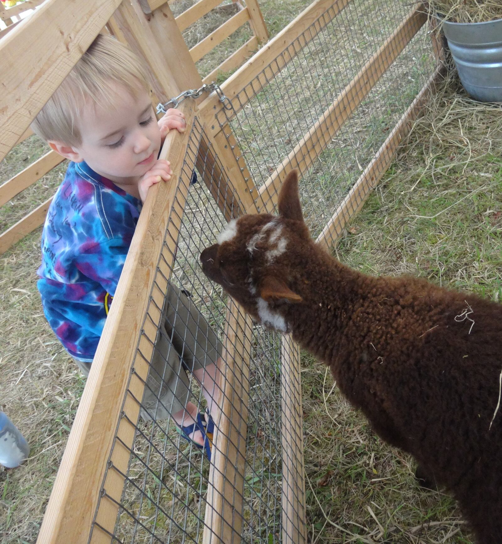 The Hug the Earth Festival offers a full day of family fun and farm animals. CONTRIBUTED