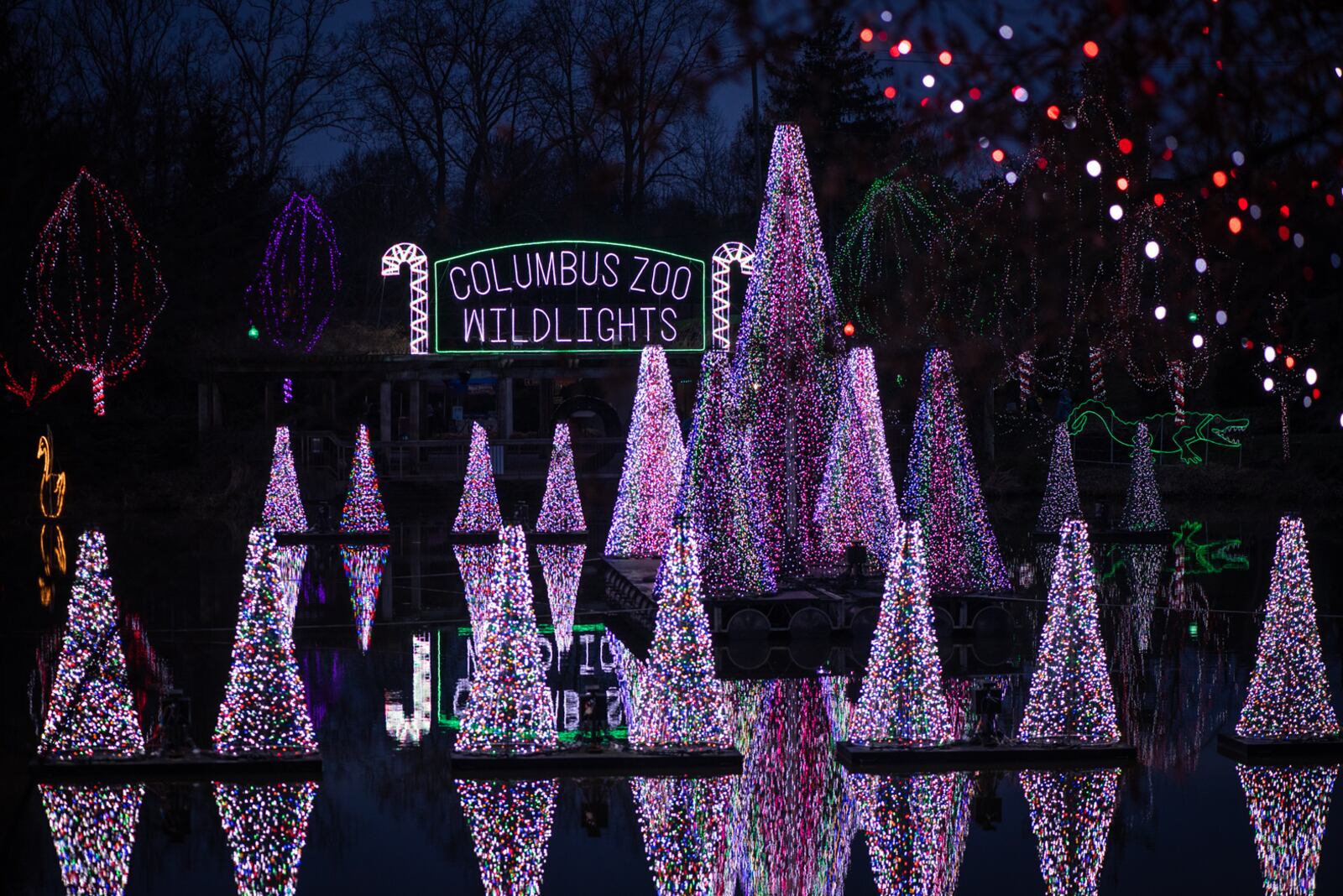 Wildlights at the Columbus Zoo and Aquarium.