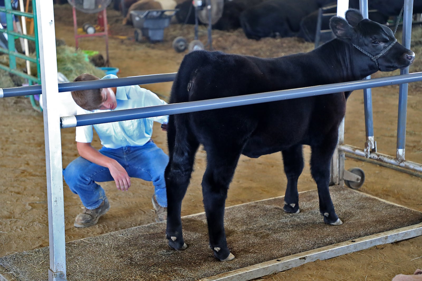 Phillip Weisheimer, 16, grooms his steer calf Tuesday at the Clark County Fair. BILL LACKEY/STAFF