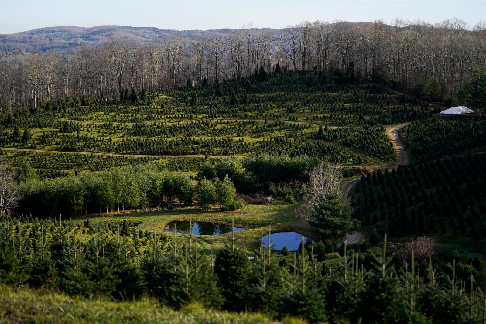 The Cartner's Christmas Tree Farm is seen on Wednesday, Nov. 13, 2024, in Newland, N.C. (AP Photo/Erik Verduzco)