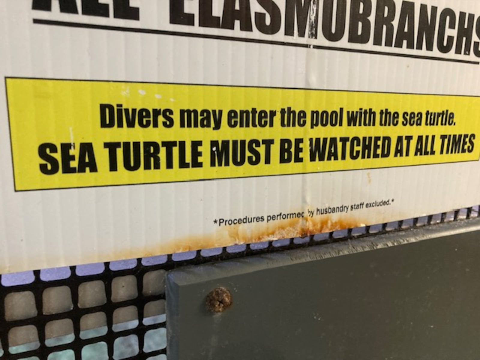 A sign at the diver’s entrance to the Newport Aquarium’s shark tank speaks to the reputation of a 31-year-old loggerhead turtle named Denver. (STAFFORD)