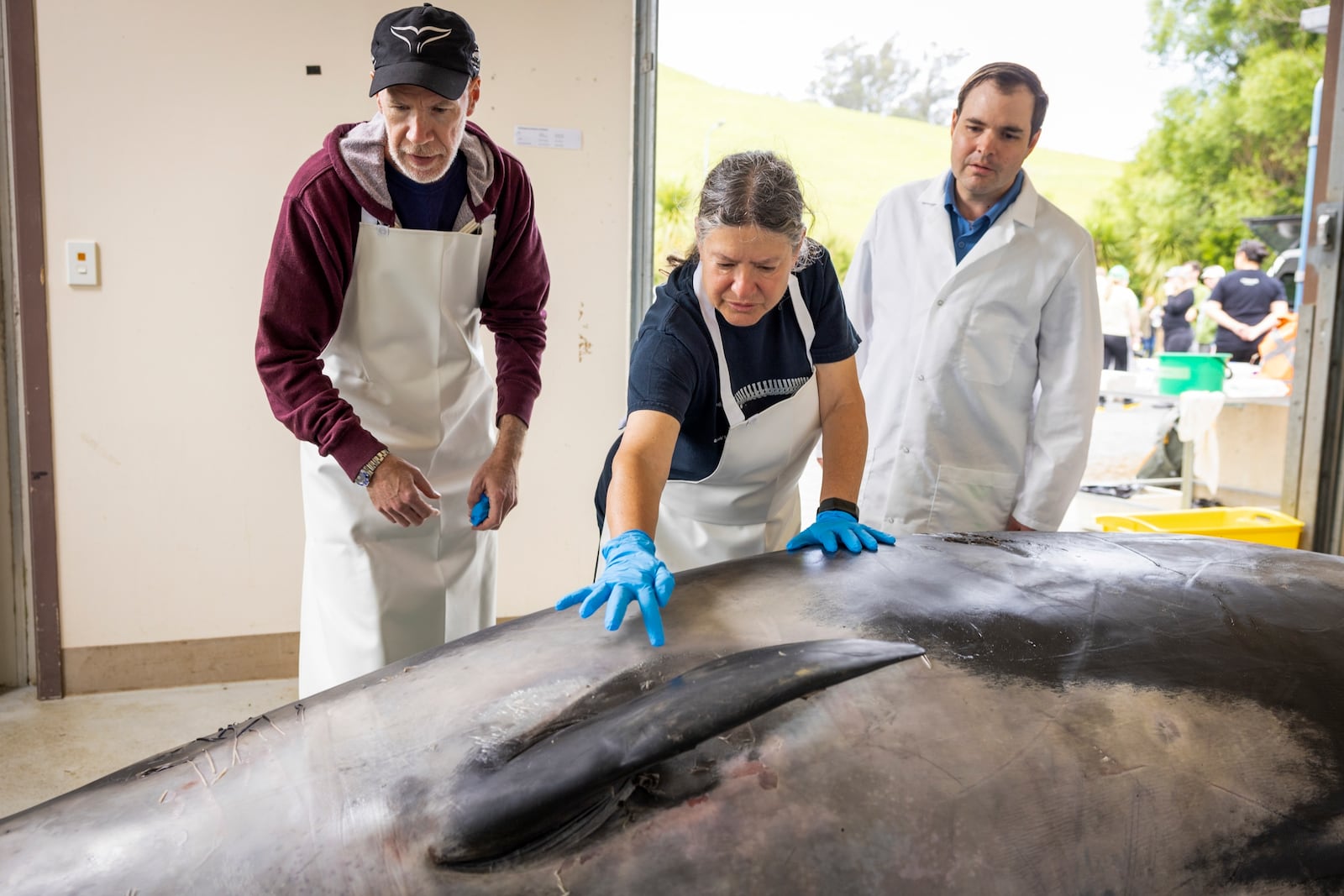 International scientists, Alexander Werth, from left, professor Joy Reidenberg and Michael Denk study a male spade-toothed whale ahead of a dissection at Invermay Agricultural Centre, Mosgiel, near Dunedin, New Zealand, Monday, Dec. 2, 2024. (AP Photo/Derek Morrison)