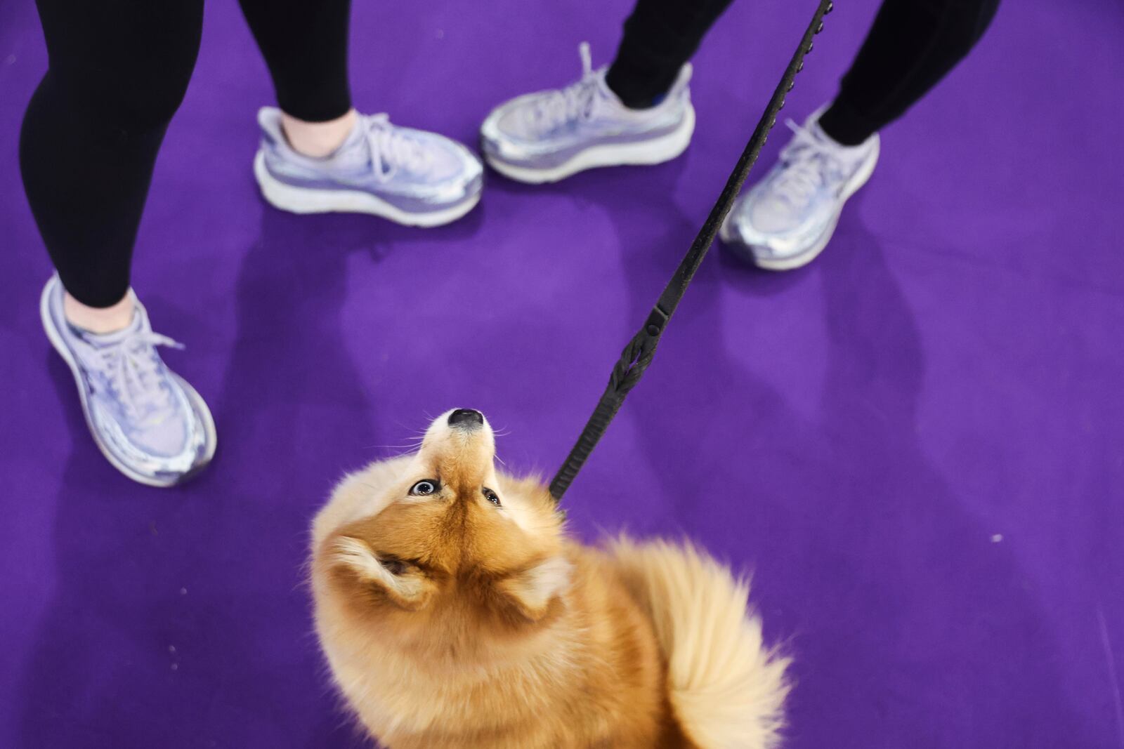 Ellie, an All-American half Pomeranian and half Husky, waits for a treat at the 149th Westminster Kennel Club Dog show, Saturday, Feb. 8, 2025, in New York. (AP Photo/Heather Khalifa)