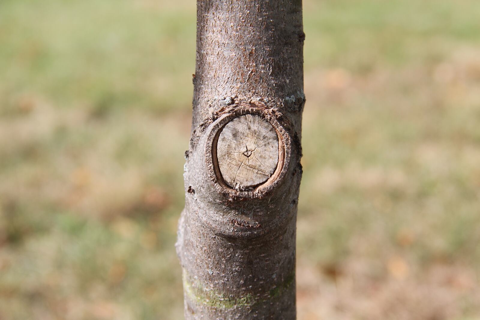 A good pruning cut that had sealed over, preventing further decay. CONTRIBUTED