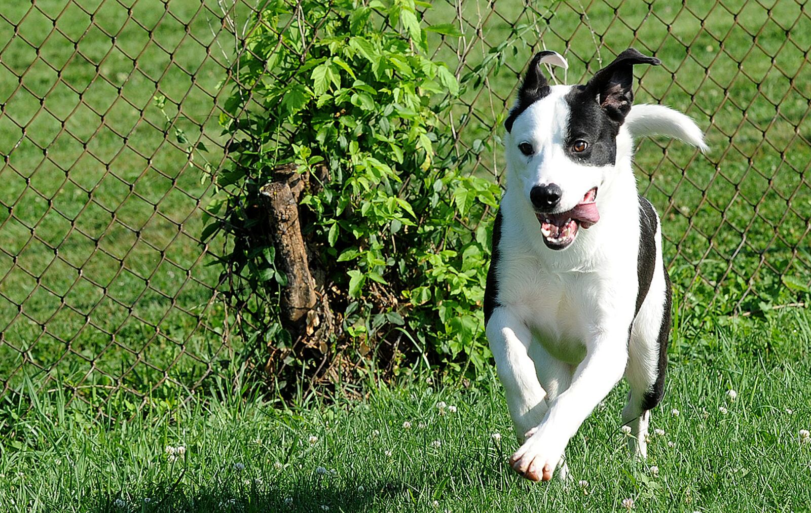 Butch, a one-year old retriever and great Pyrenees mix, awaits adoption at Greene County Animal Control. MARSHALL GORBY\STAFF