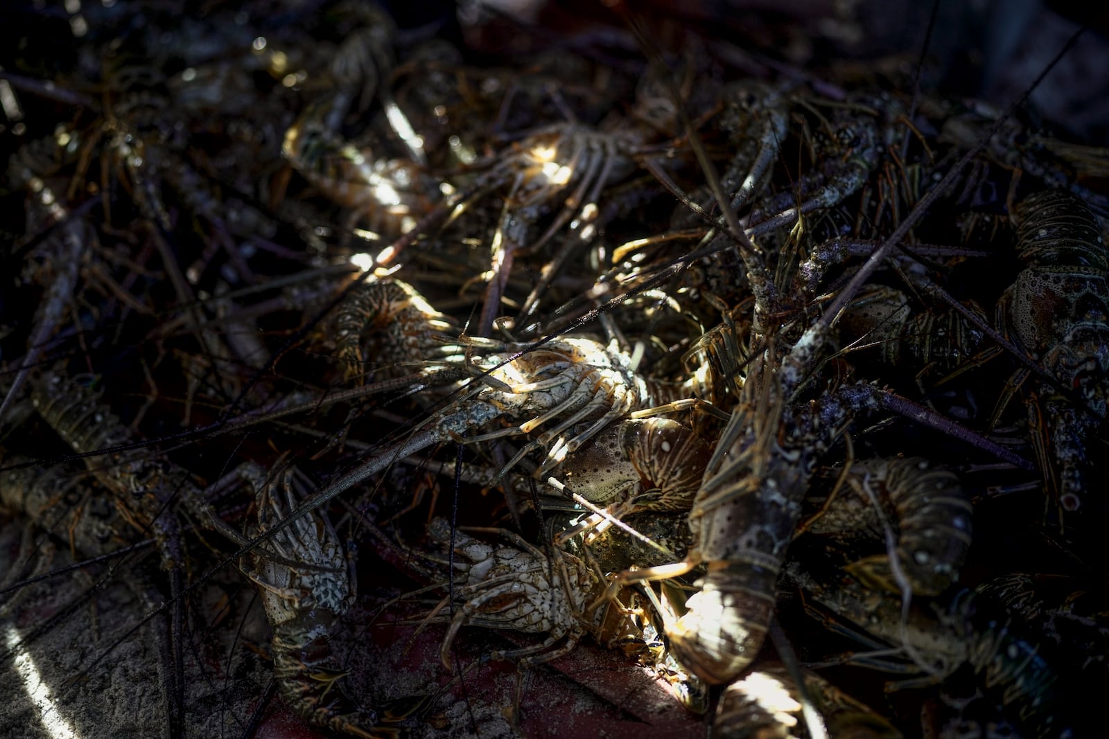 Sunlight shines on freshly caught lobster in Mayapo, Colombia, Thursday, Feb. 6, 2025. (AP Photo/Ivan Valencia)