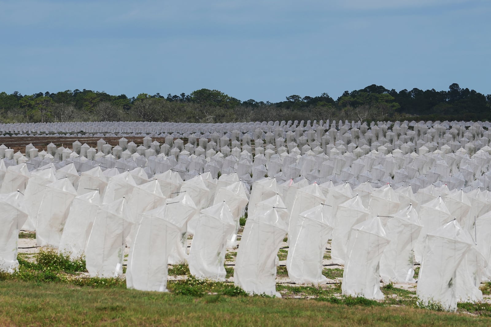 Individual protective covers shield young orange trees from the Asian citrus psyllid, which cause citrus greening disease, Tuesday, Feb. 18, 2025, in Sebring, Fla. (AP Photo/Marta Lavandier)