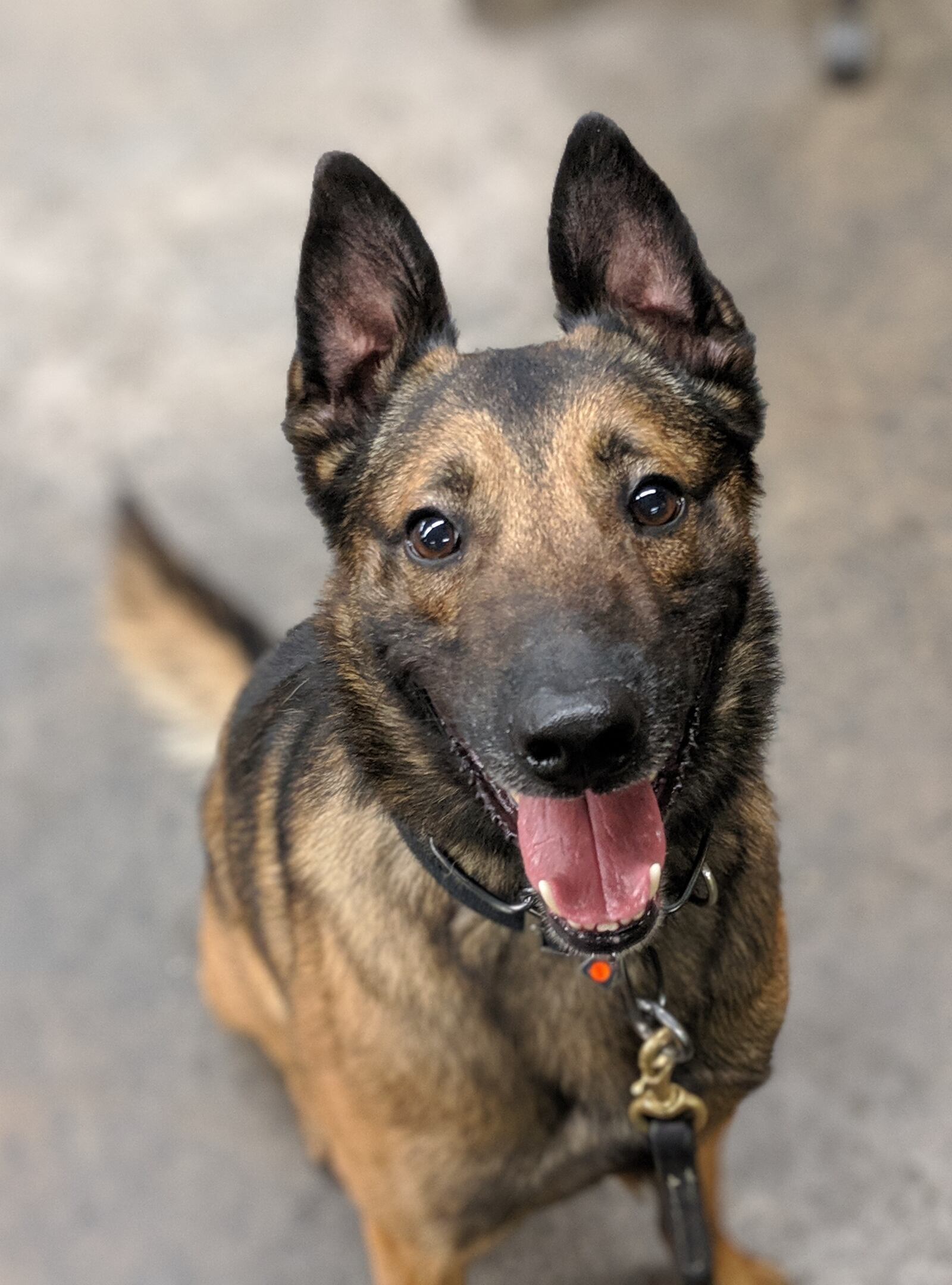 Bruno, a narcotics detection dog for the U.S. Customs and Border Protection in Cincinnati, on Saturday, Sept. 17, 2022, alerted to a shipment of humidifiers from Canada that contained more than 400 pounds of marijuana with an estimated street value of $1.1 million. CONTRIBUTED