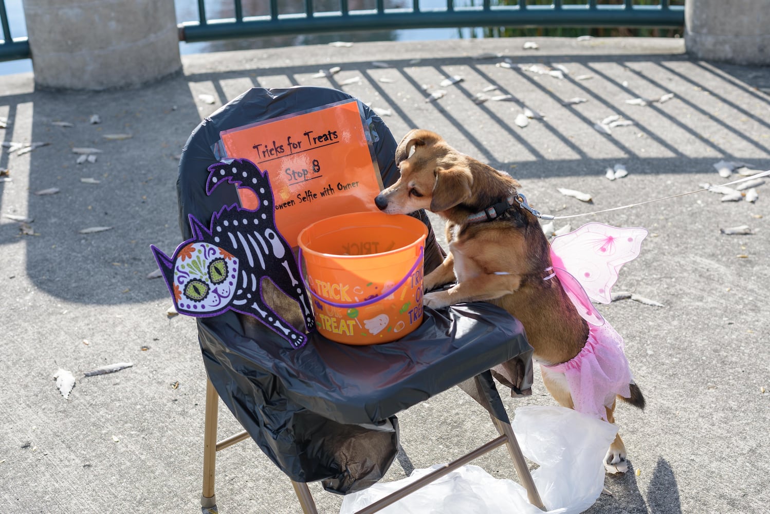 PHOTOS: Wag-O-Ween 2024 at Kettering Recreation Complex