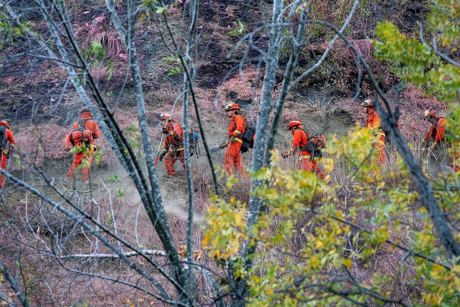 FILE - Inmate firefighters battling the Palisades Fire construct hand line to protect homes along Mandeville Canyon Road, Jan. 12, 2025, in Los Angeles. (AP Photo/Noah Berger, File)