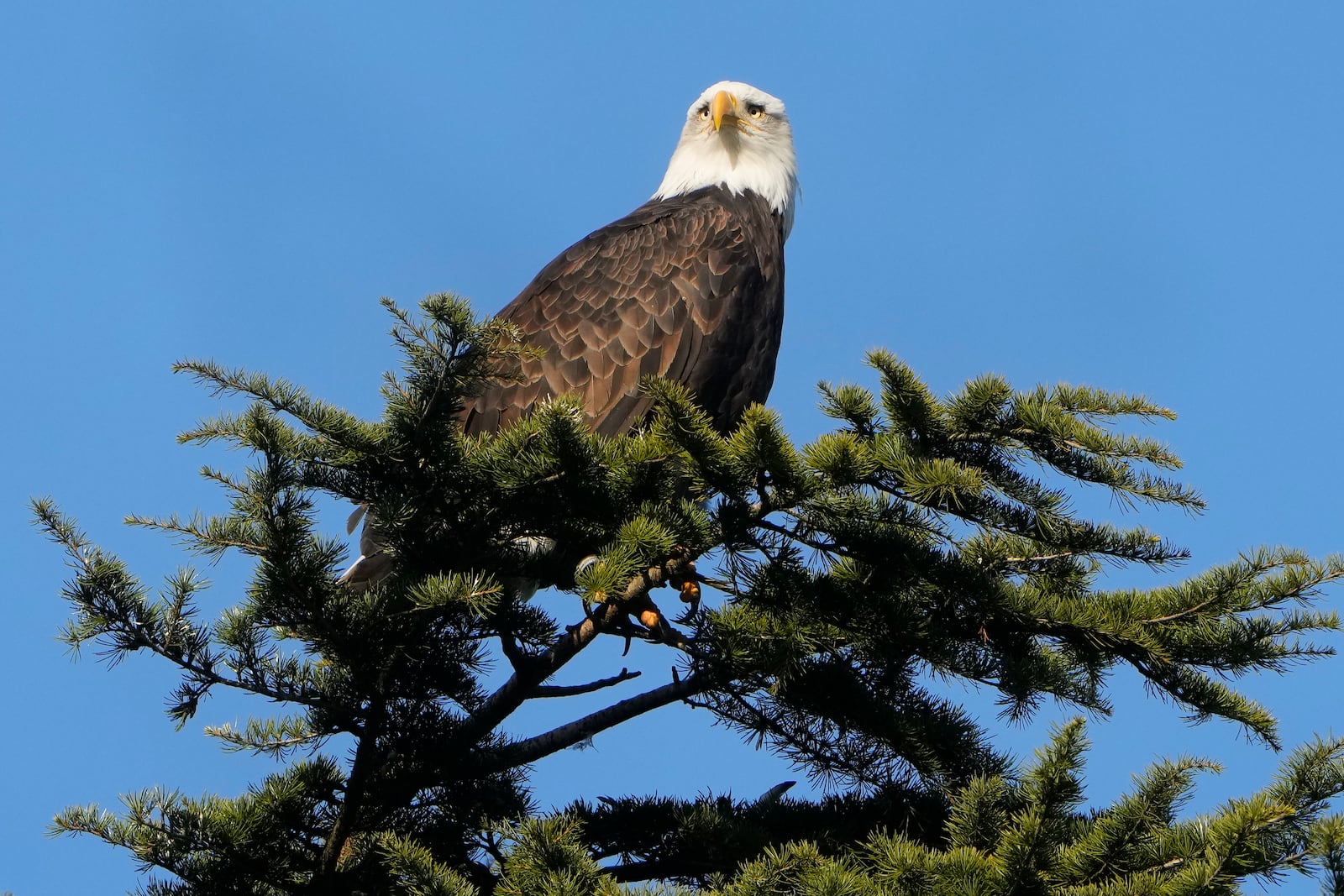 FILE - A bald eagle rests on a tree next to Union Bay, Jan. 16, 2024, in Seattle. (AP Photo/Lindsey Wasson, File)