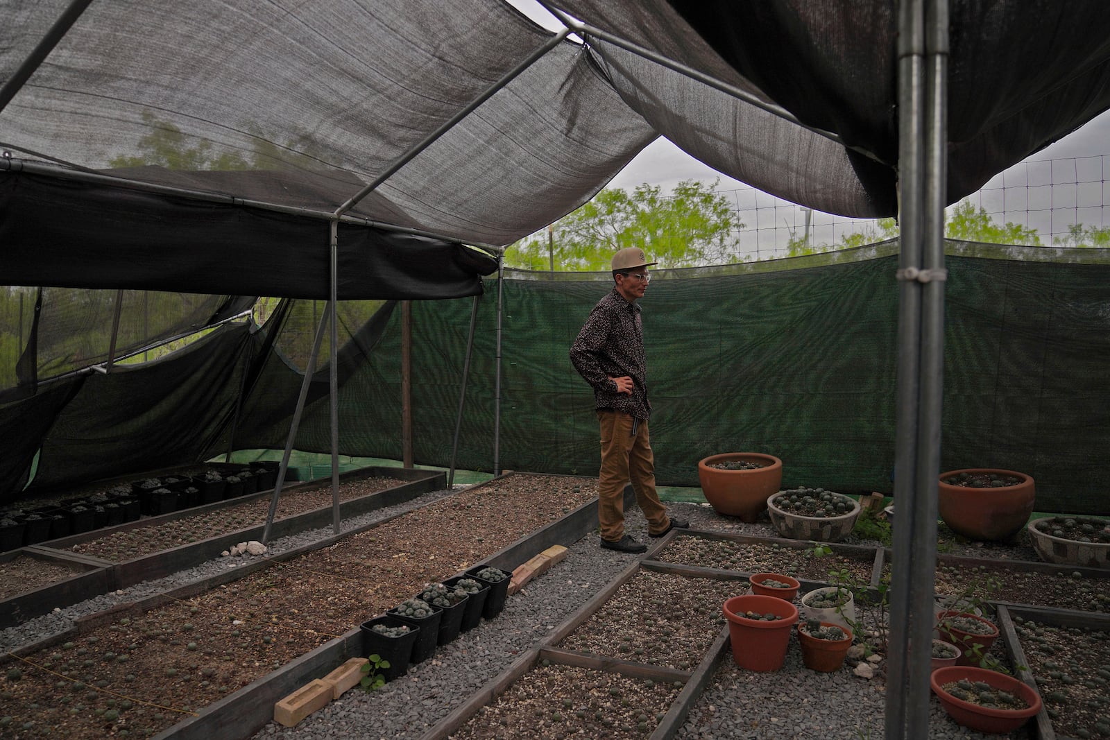 Adrian Primeaux, of the Yankton Sioux and Apache, stands in the peyote nursery at the Indigenous Peyote Conservation Initiative, a spiritual homesite and peyote conservation site for Native American Church members on 605 acres of land in the peyote gardens of South Texas, Sunday, March 24, 2024, in Hebbronville, Texas. (AP Photo/Jessie Wardarski)