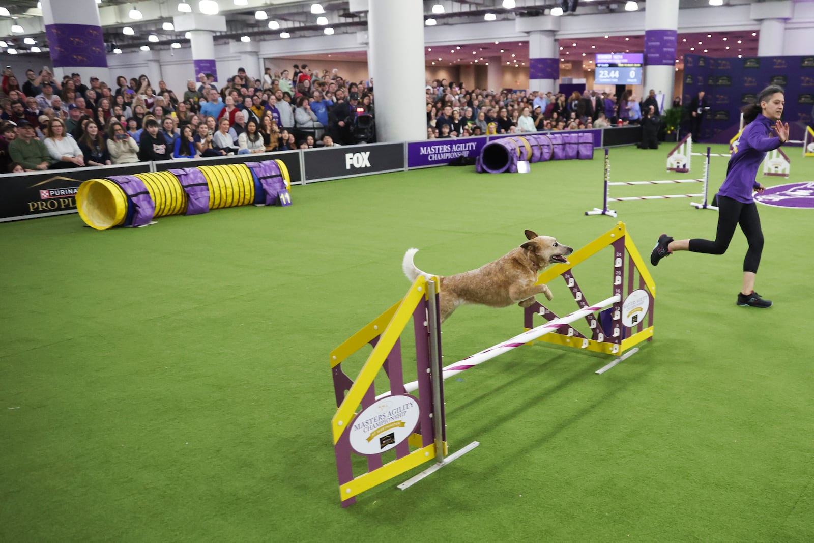 Kimber, an Australian Cattle Dog, competes in the Masters Agility Championship Finals during the 149th Westminster Kennel Club Dog show, Saturday, Feb. 8, 2025, in New York. (AP Photo/Heather Khalifa)