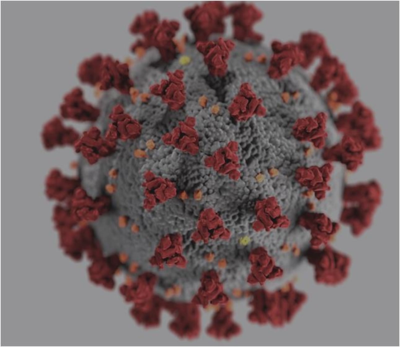 This is an image of what the coronavirus looks like. PROVIDED