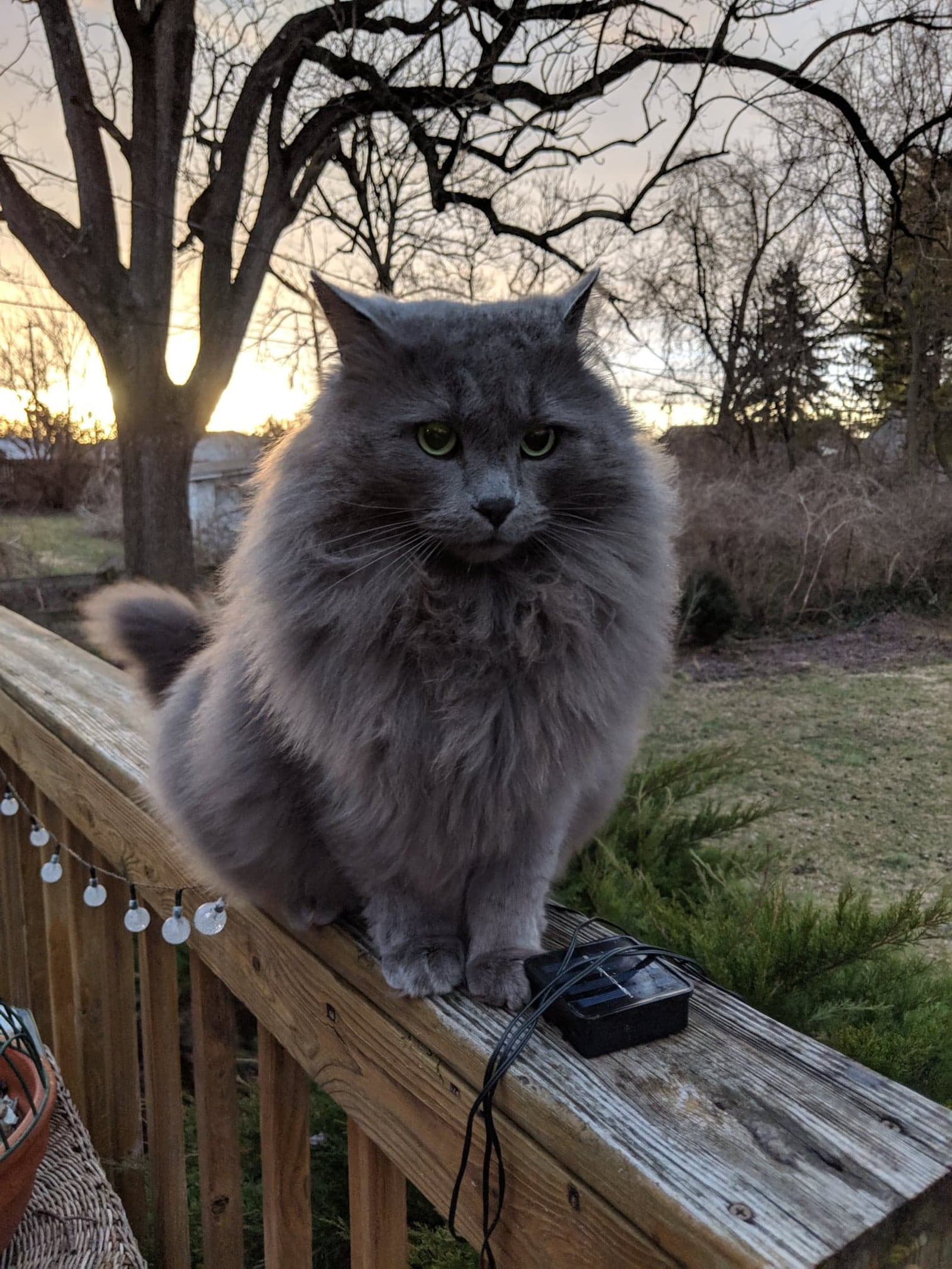 Robin and Chris Sassenberg's cat Slim Shady. The cat has been missing since  the Memorial Day tornadoes.