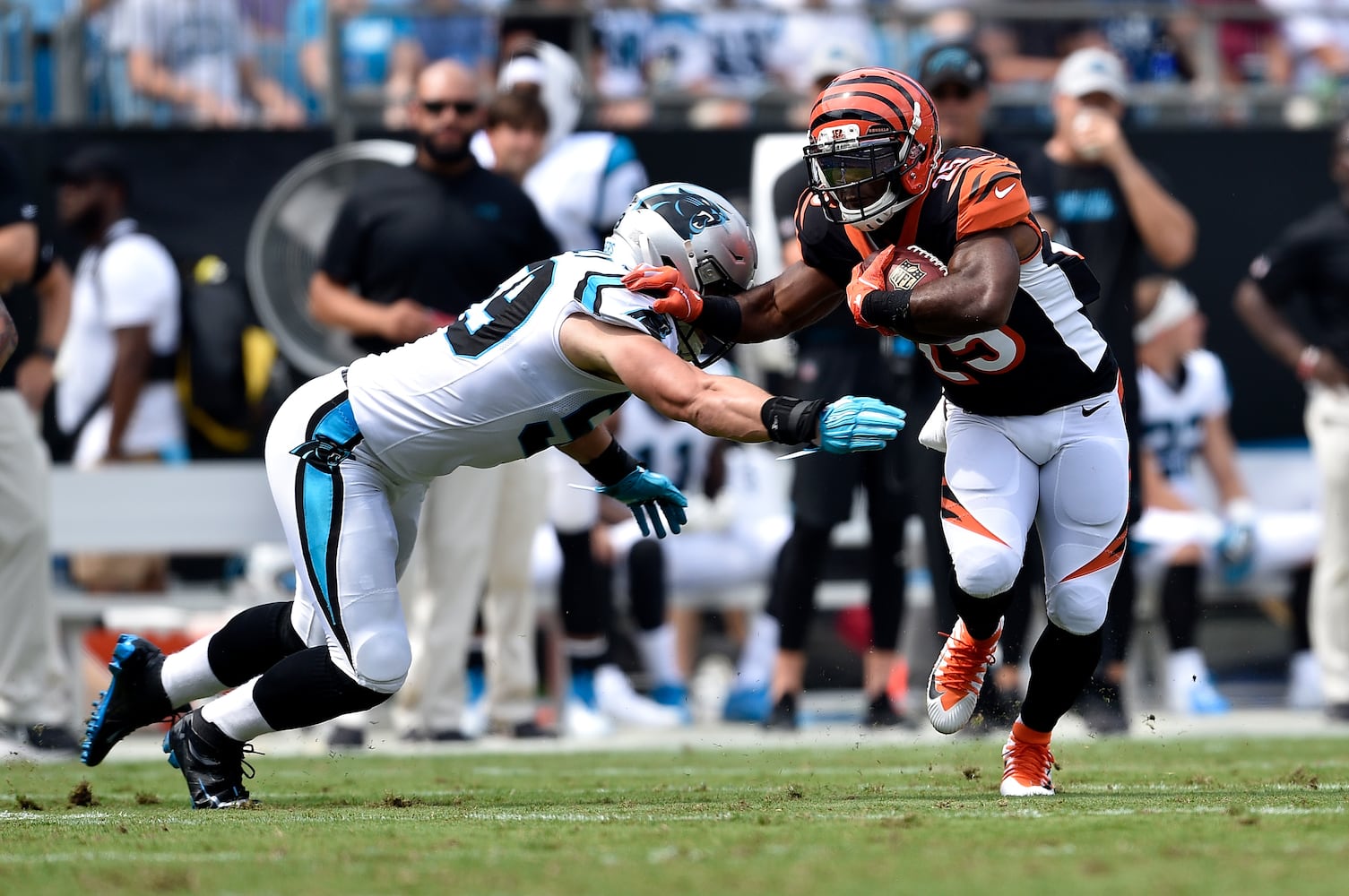 PHOTOS: Cincinnati Bengals vs. Carolina Panthers